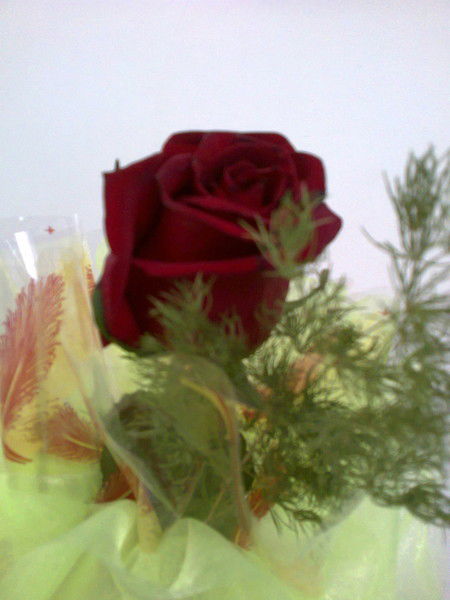 Елена Фёдорова