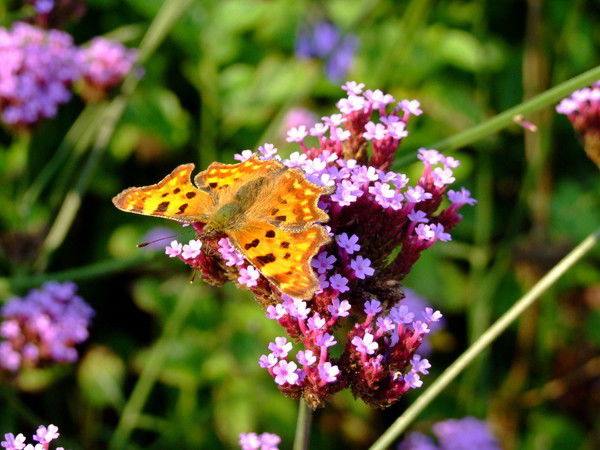 Наташа Кирякова