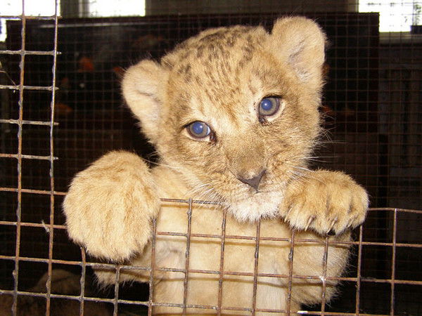 Павел Яковлев