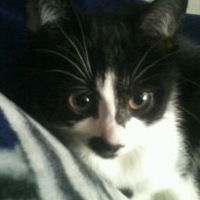 Сеня Котович-Тараканавич