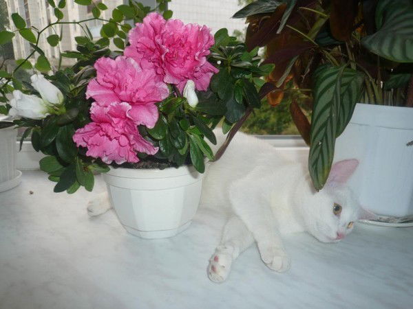 Ольга Станиславова