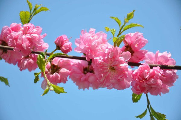 Алмагуль Дюсенбинова