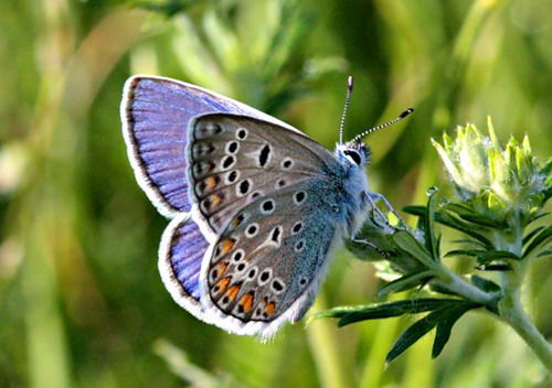 Эльмира Фейсханова