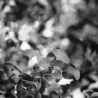 Наталья Белозерова