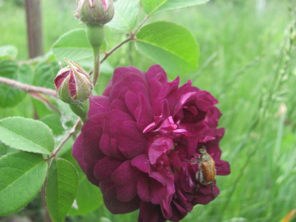 Наталья Лямцева