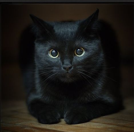 """" Ирина """"