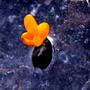 Almurod Mamadaminov