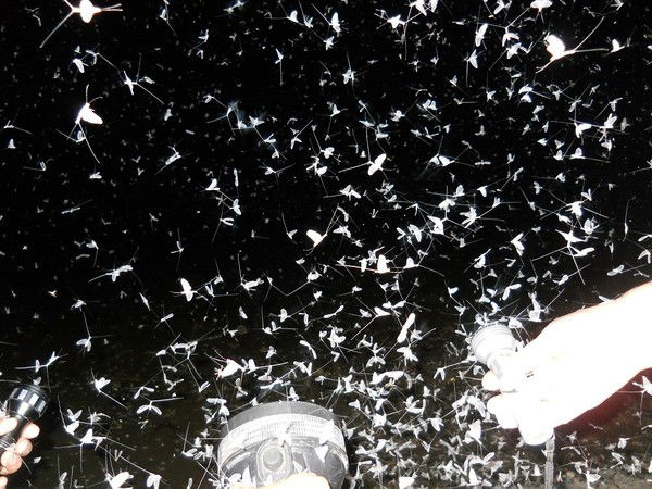 Анатолий Криштофф