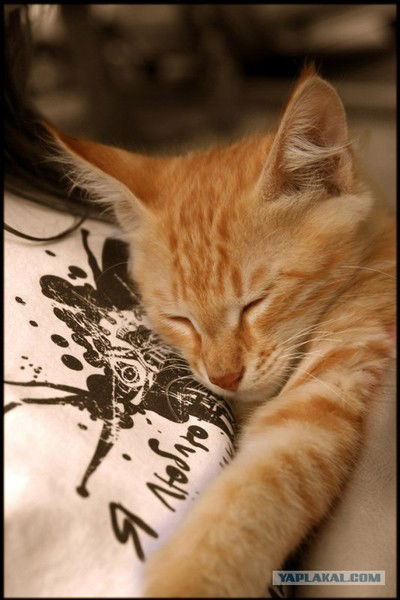 Влад Филинков