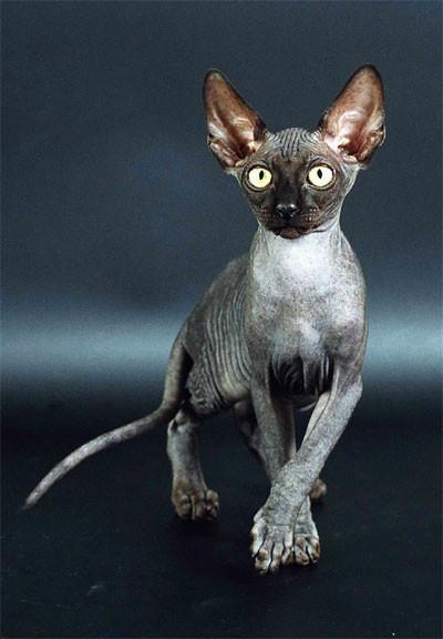 Галина Орлова