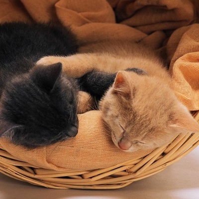 Солнце Медик