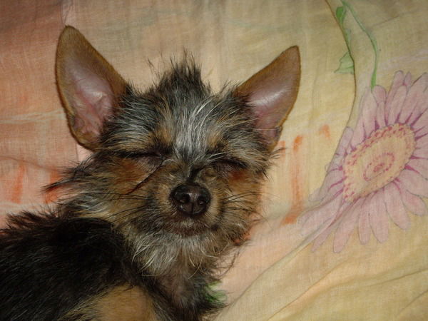 Катюха Аким