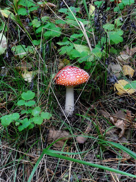 Ольга Янова