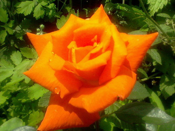 Елена Степанова