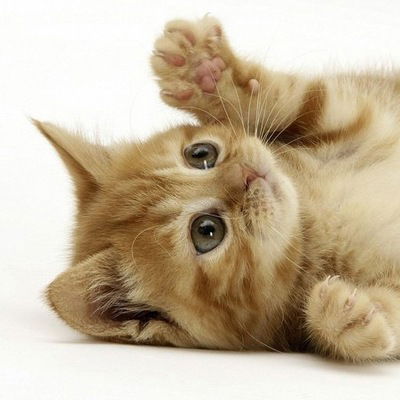 Дарина Якушко