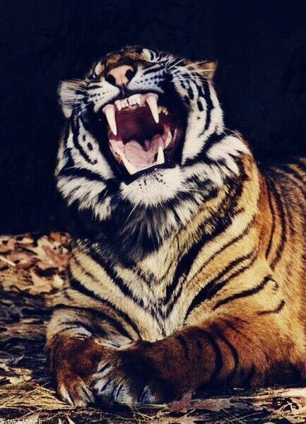 Максим Яблоков