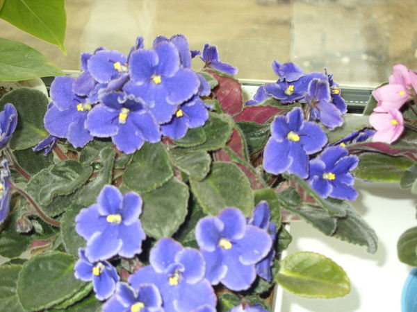 Валентина Германова