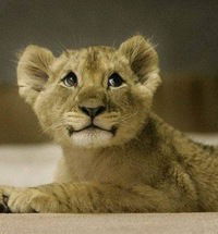 Наталья Челюбеева