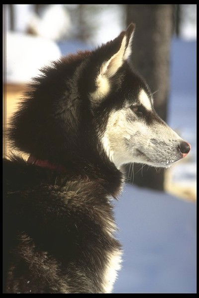 Валерий Чен