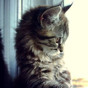 Модница Ботал