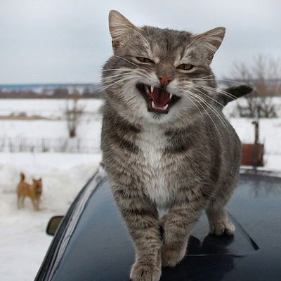 Равиль Большин