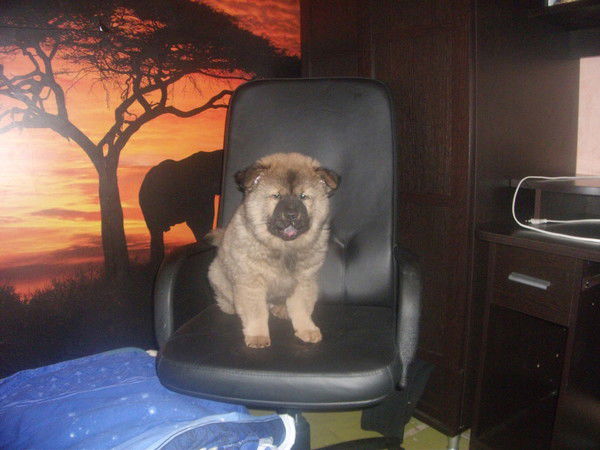 Светлана Светлана