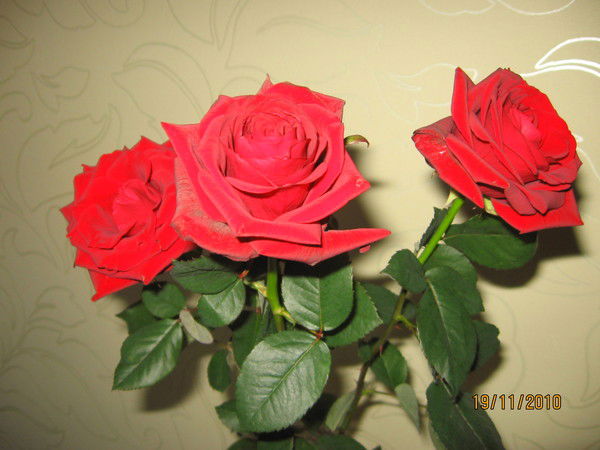 Альбиночка Хусаинова