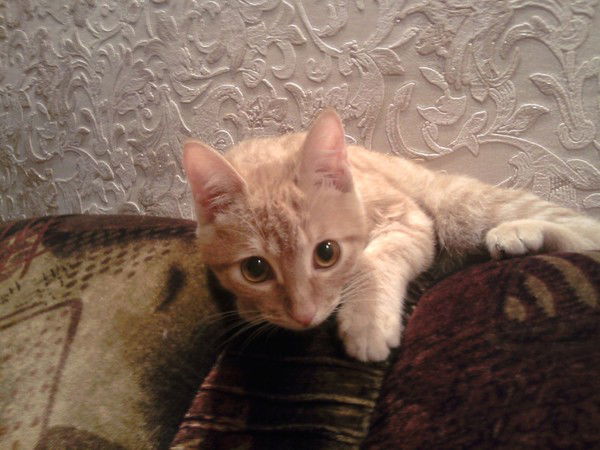 Диана Веденеева