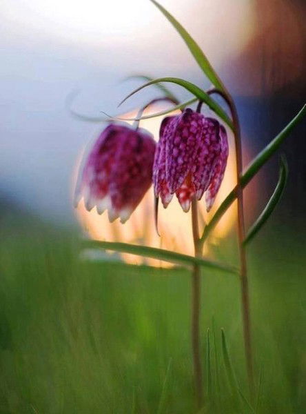 Анаприенко Татьяна