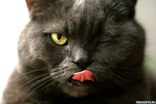 Александр Мурзин