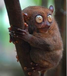 Леха Свиридов