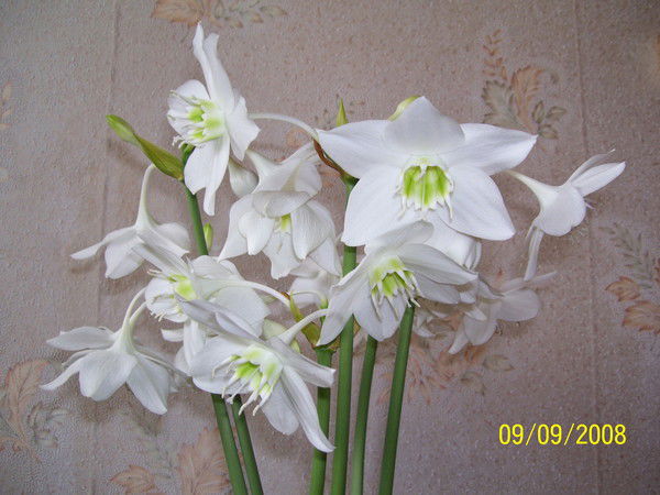 Кадрия (Адиева) Шайдуллина