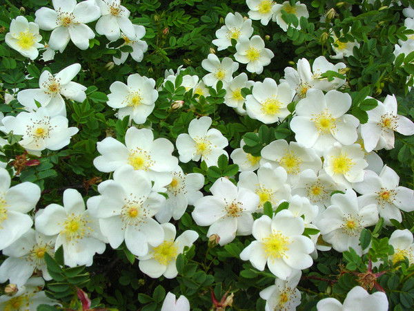 Ирина Сафронова