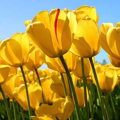 Алёна Рудик