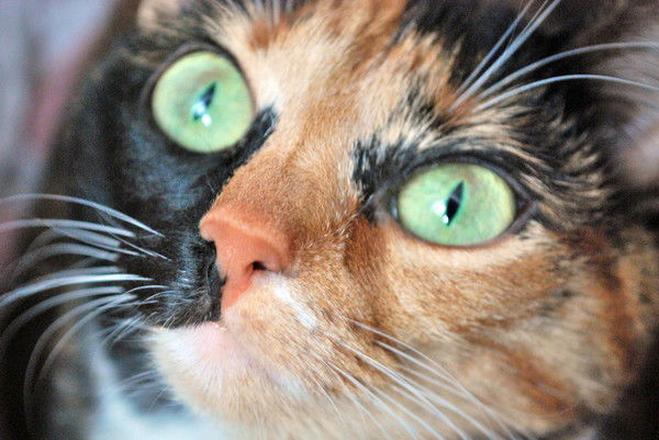 Оксана Сарксян