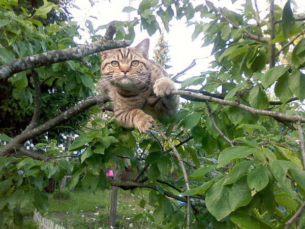 Юрий Глухарёв