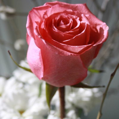 Саша Михайленко