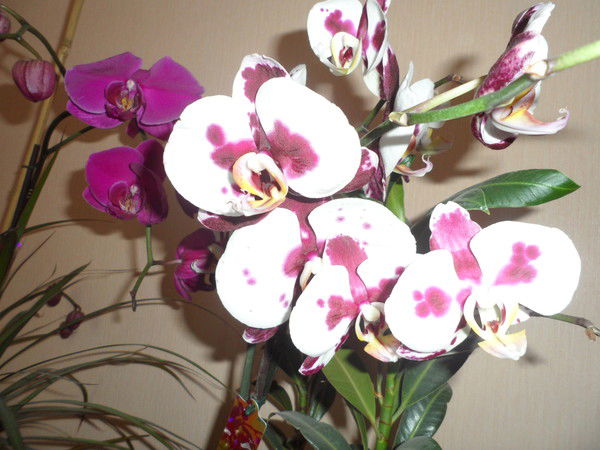 Эльмира Бияхметова