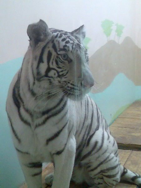 Георгий Шалаев