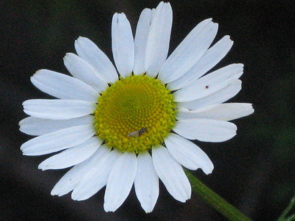 Лилиана Власова