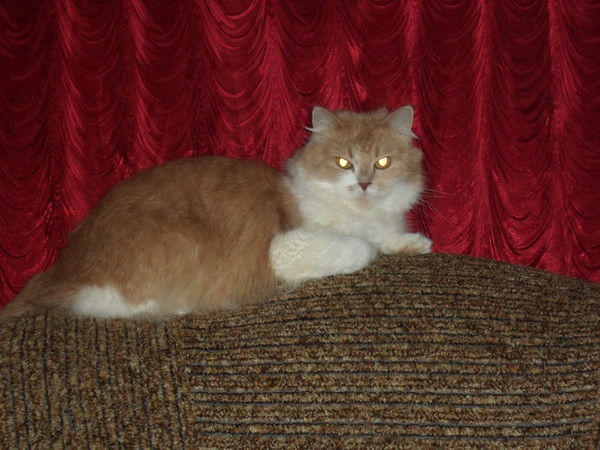 Дмитрий Шершнёв