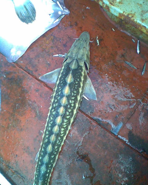 Альфред Ахматянов