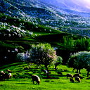 Erdaulet Japah