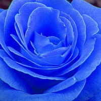 Девочка Из-Сна