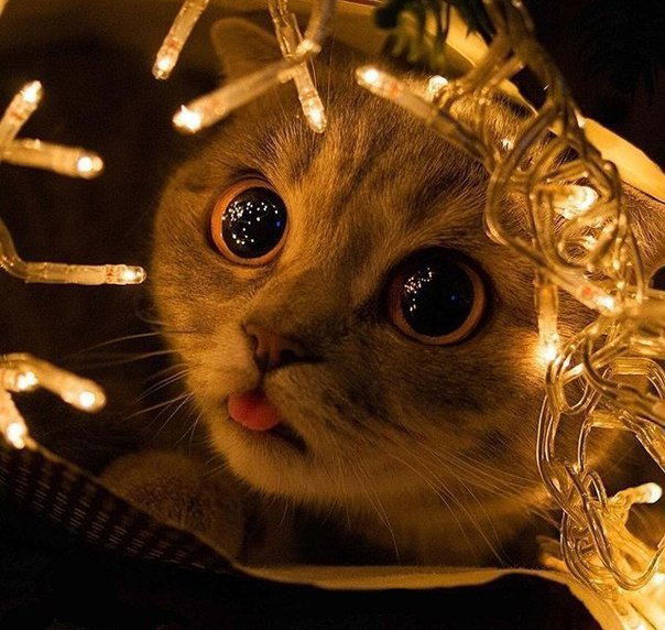 Лёва Капустин