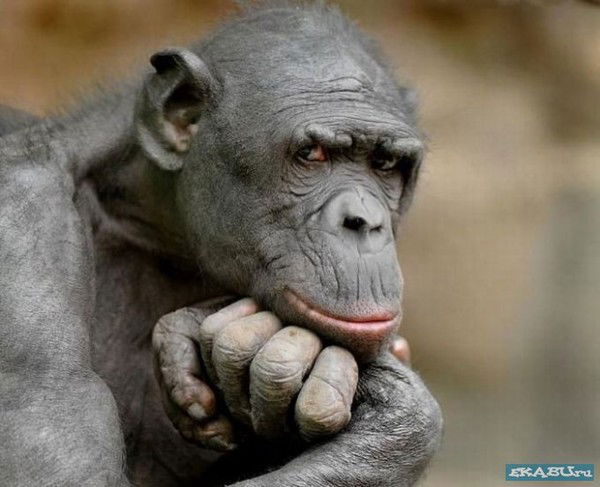 Андрей Осетров