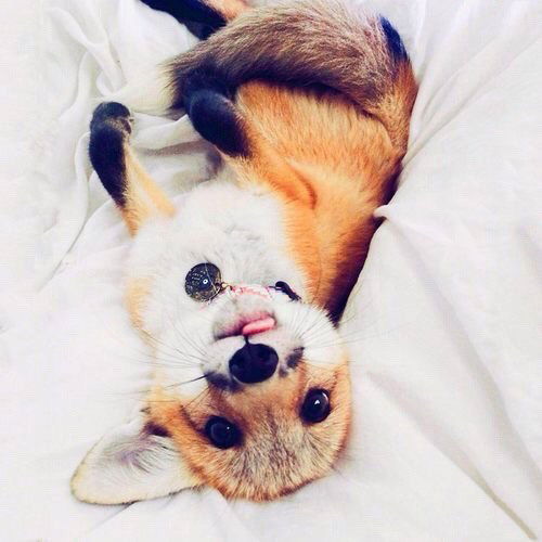 Алечка Зверева