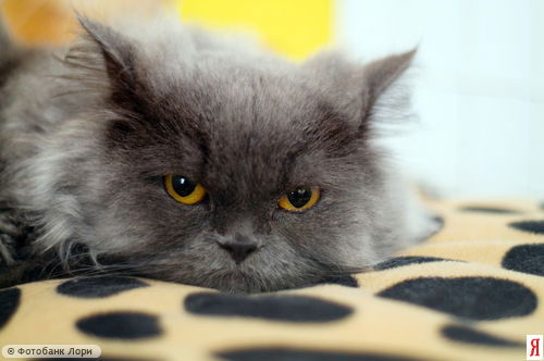 Людмила Калугина