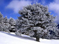 Николай Курилов