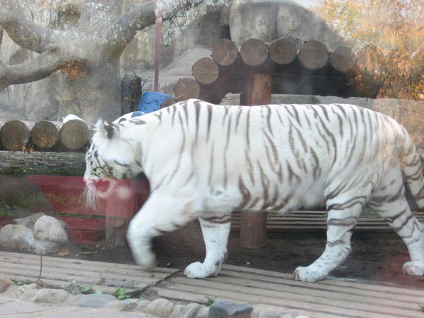 Сергей Мормылев